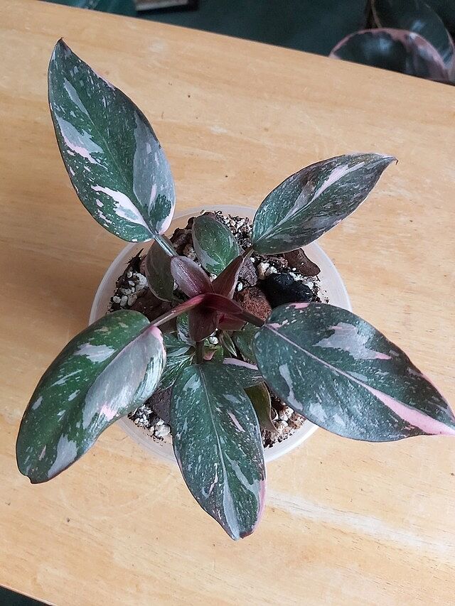 Philodendron Pink Princess I received a very pretty
