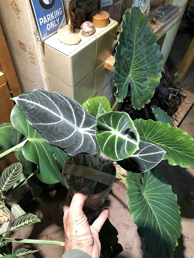 Alocasia Ninja All plants in excellent condition,