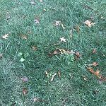 Image of Review by Nickole on 4 Nov 2024 number 2