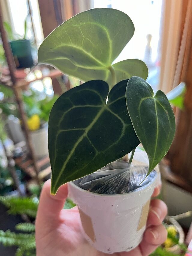 Anthurium Clarinervium Fantastic little plant