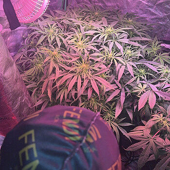 Bruce Banner Fast Version Cannabis Seeds Going on 3 months