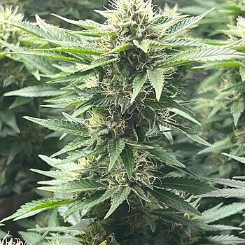 Master Kush Feminized Cannabis Seeds So Far So Good!