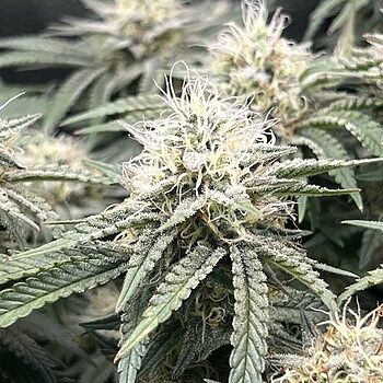 Northern Lights #10 Feminized Cannabis Seeds BEST STRAIN YET!