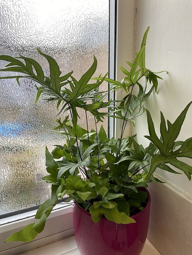 Hemionitis doryopteris | Digit Fern Fast, perfect plant with great quality