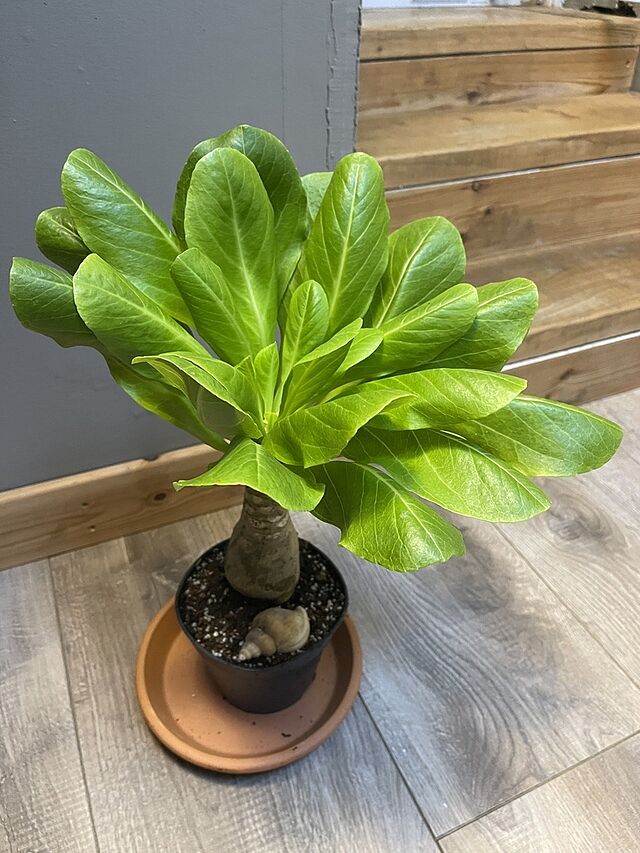 Brighamia insignis | Hawaiian Palm Beautiful healthy plant! Absolutely love