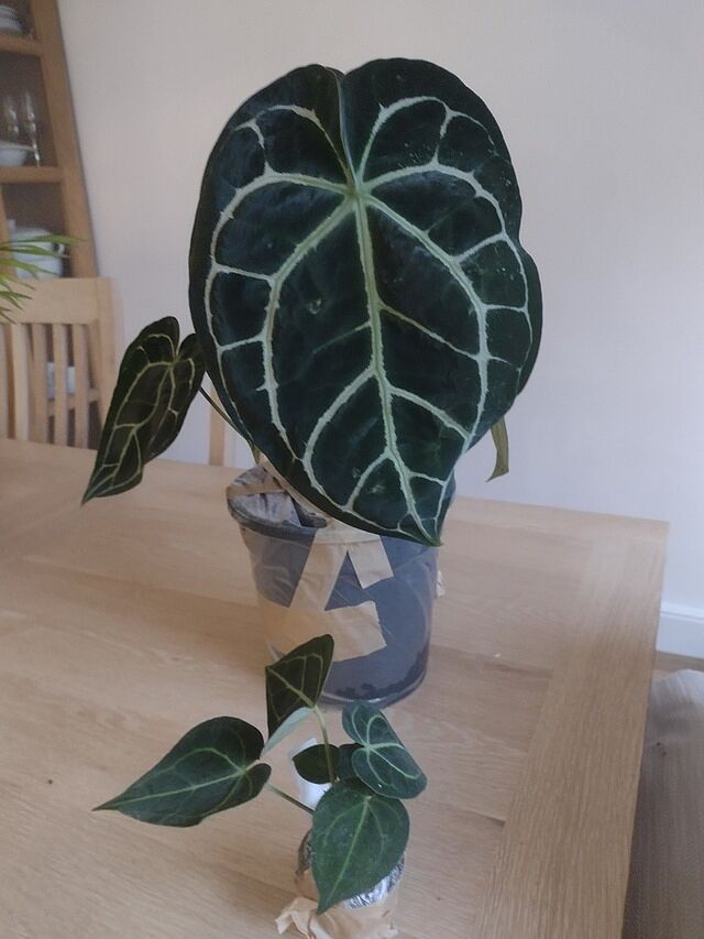 Anthurium crystallinum Fabulous plant