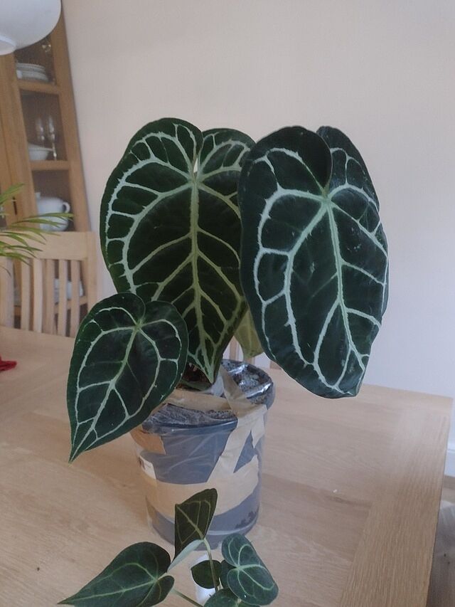 Anthurium crystallinum Fabulous plant