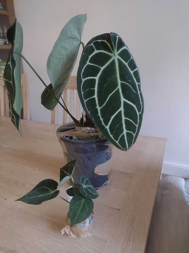 Anthurium crystallinum Fabulous plant