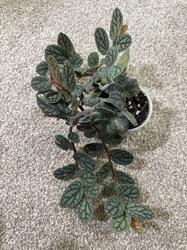 Pellionia pulchra The soil and roots arrived