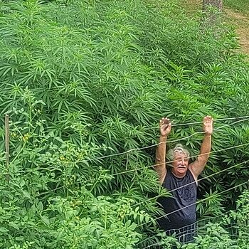 Bruce Banner Fast Version Cannabis Seeds excellent product