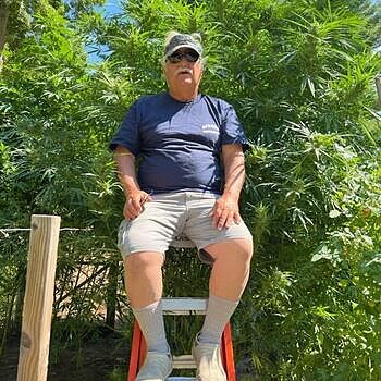 Bruce Banner Fast Version Cannabis Seeds excellent product
