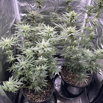 Granddaddy Purple Feminized Cannabis Seeds Moving Along Nicely