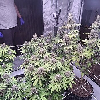 Black Frost Feminized Cannabis Seeds Pure Fire!