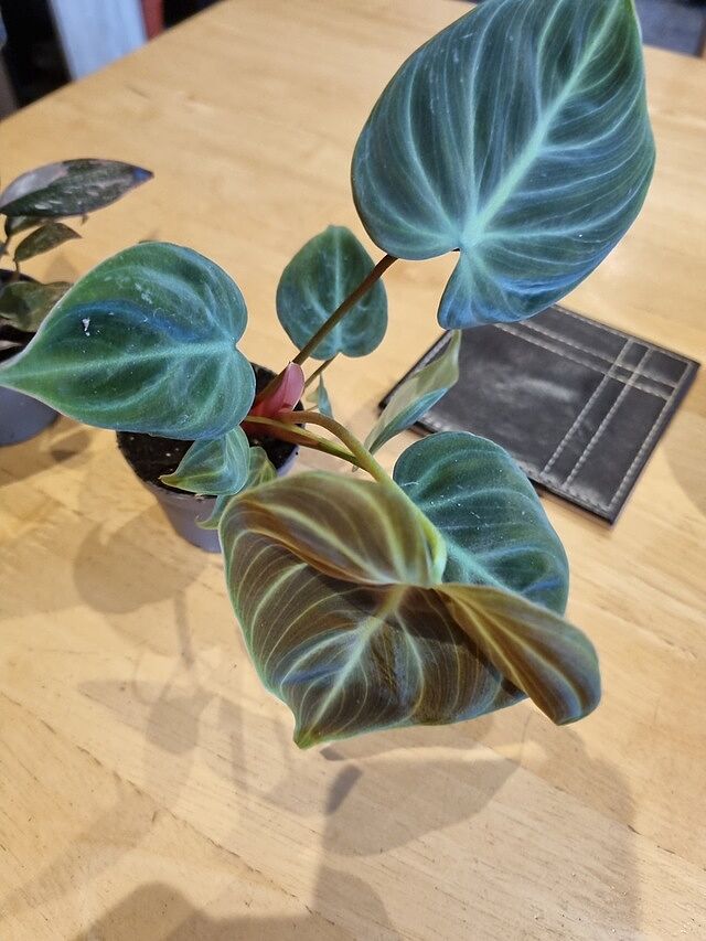 Philodendron rubrijuvenile ('El Choco Red') The plant was absolutely perfect