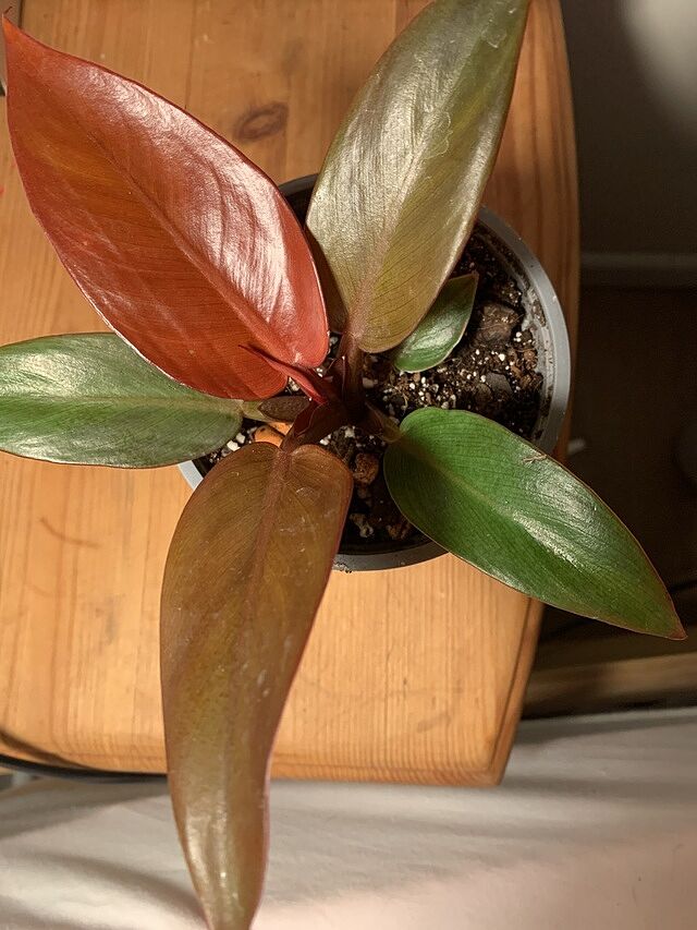 Philodendron Red Sun Beautiful,healthy plant!