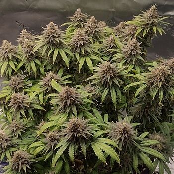 Northern Dawn Feminized Cannabis Seeds 60 days into flower