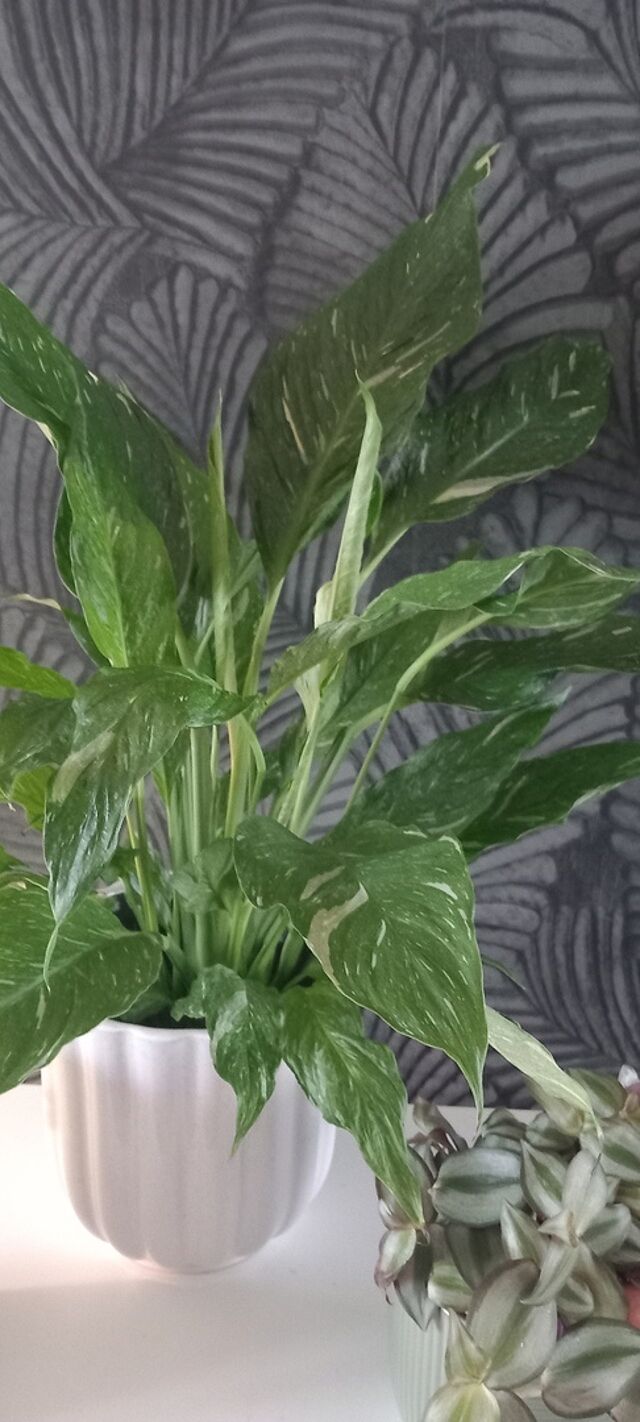 Spathiphyllum Diamond Variegated Peace Lilly Healthy as always. Looks amazing
