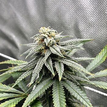 Strawberry Cough Feminized Cannabis Seeds Strawberry Cough Feminized