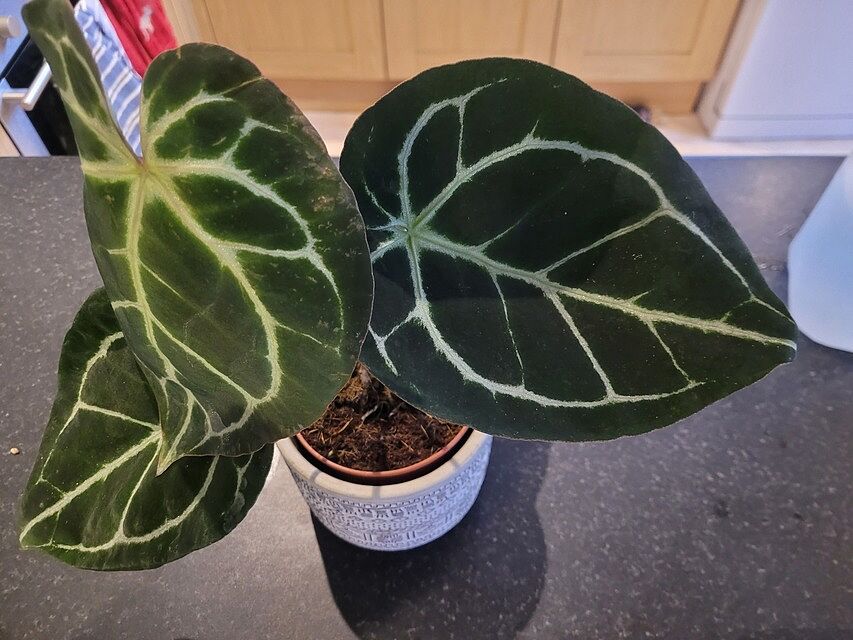 Anthurium crystallinum I bought this as imperfect.