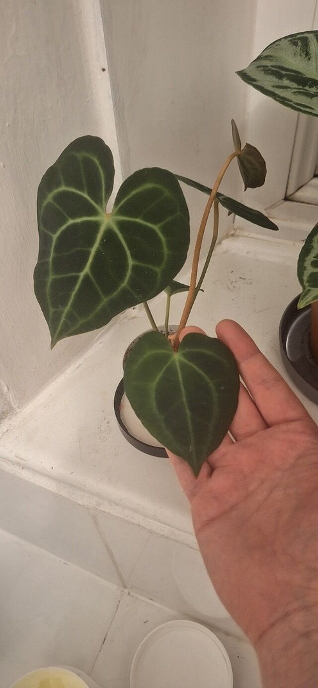Anthurium Clarinervium Very securely boxed. Well heated