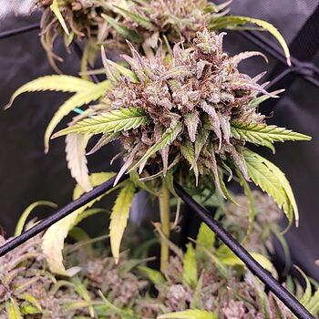 Cake Bomb Feminized Cannabis Seeds Great strain to stock up on
