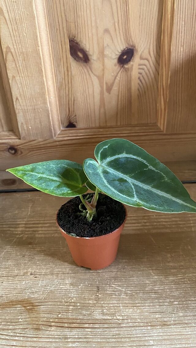 Anthurium crystallinum Beautiful healthy plant as always!