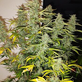 Northern Lights x Blueberry Autoflower Seeds Blueberry!!