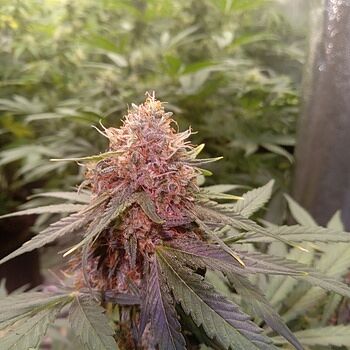 Grizzly Purple Autoflower Seeds All good just was looking