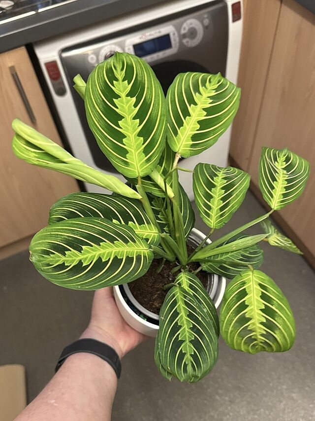 Maranta Lemon Lime | Prayer Plant Lovely healthy plant