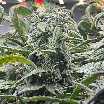 Sour Diesel Autoflower Seeds Almost Ready