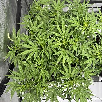 GG 4 Autoflower Seeds So far so good.