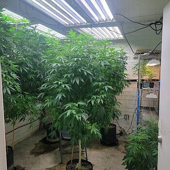 GG 4 x Zkittles Regular Seeds GG4/zkittles Kong size plants