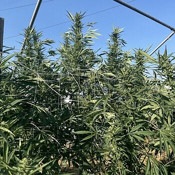 GG 4 x Zkittles Regular Seeds GG4/zkittles Kong size plants