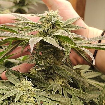 Jealousy Glue Feminized Cannabis Seeds Fun to Grow