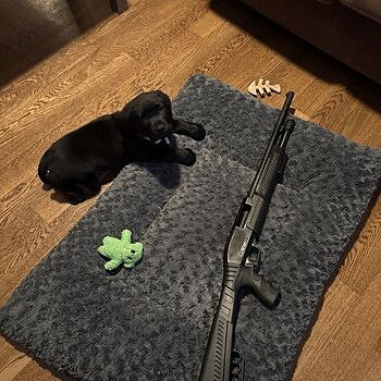 G-Force GF2P 12 Gauge 20" 4rd Pump-Action Shotgun, Black - GF2P1220 The Turks Are Coming