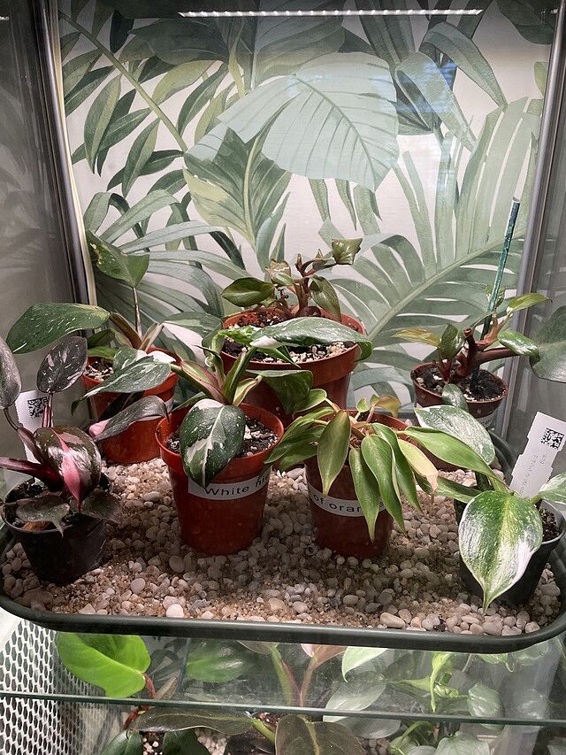 Philodendron White Wizard Every thing was well packed
