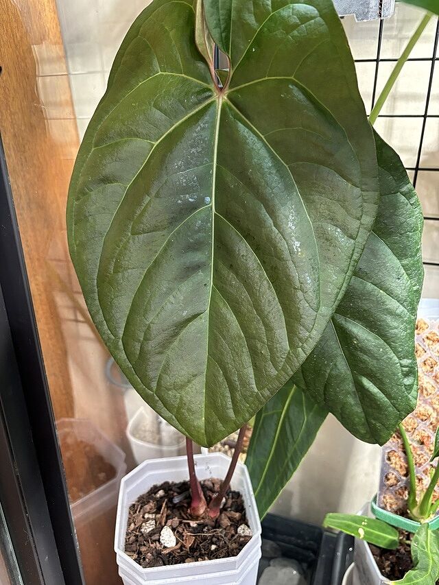 Jungle Mix - Premium Houseplant Potting Mix I’m on my 3rd or