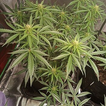 Blueberry x Lemon Haze Autoflower Seeds Blueberry lemon Haze