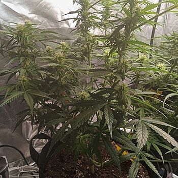 Blueberry x Lemon Haze Autoflower Seeds Blueberry lemon Haze