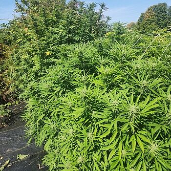 Green Crack x Super Silver Haze Feminized Seeds Seed quality
