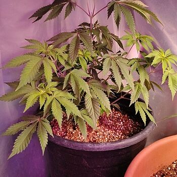 Pineapple Haze Feminized Seeds Love me some pineapple 🍍