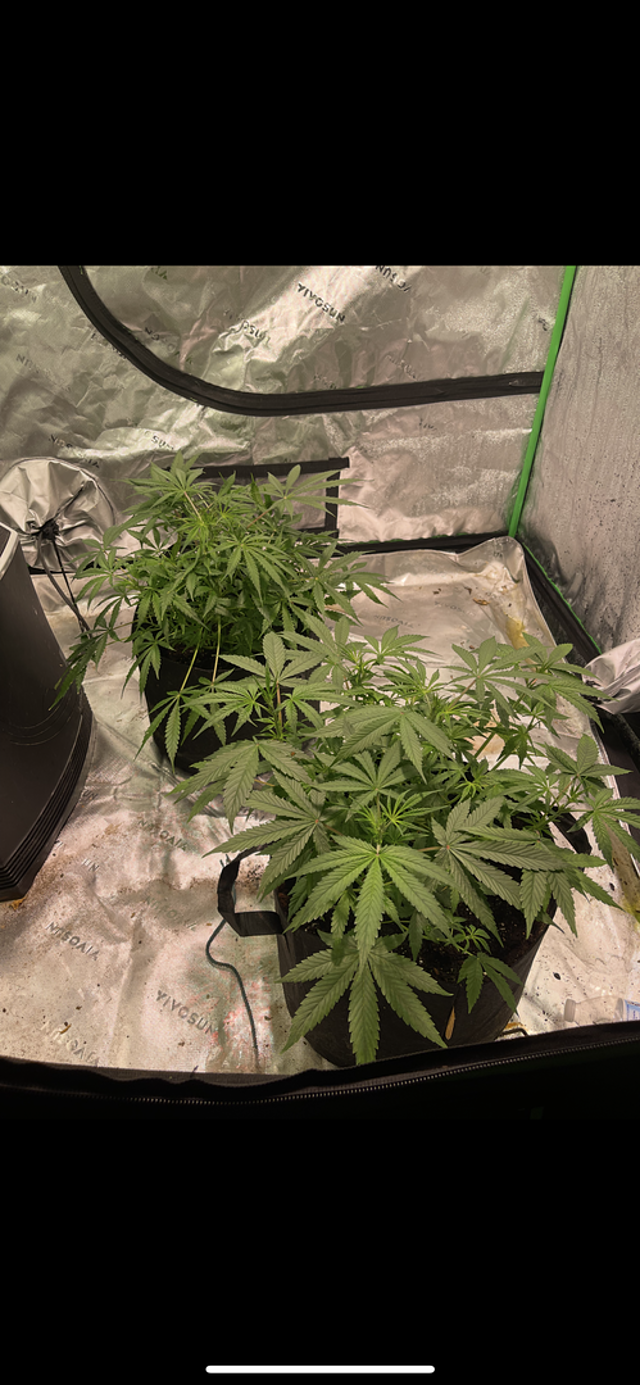 Amnesia Haze Autoflower Seeds So far so good