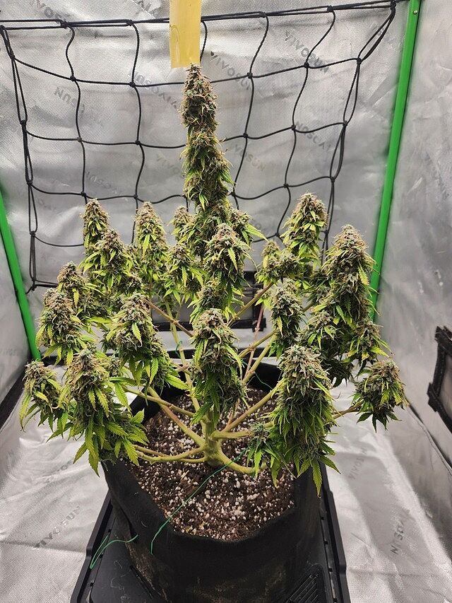 Khalifa Kush Autoflower Seeds Well packaged, easy germination, small