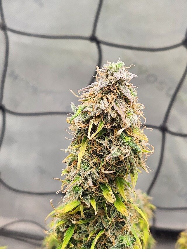 Khalifa Kush Autoflower Seeds Well packaged, easy germination, small