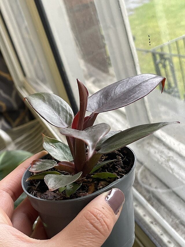 Philodendron Red Sun Lovely plant 😍