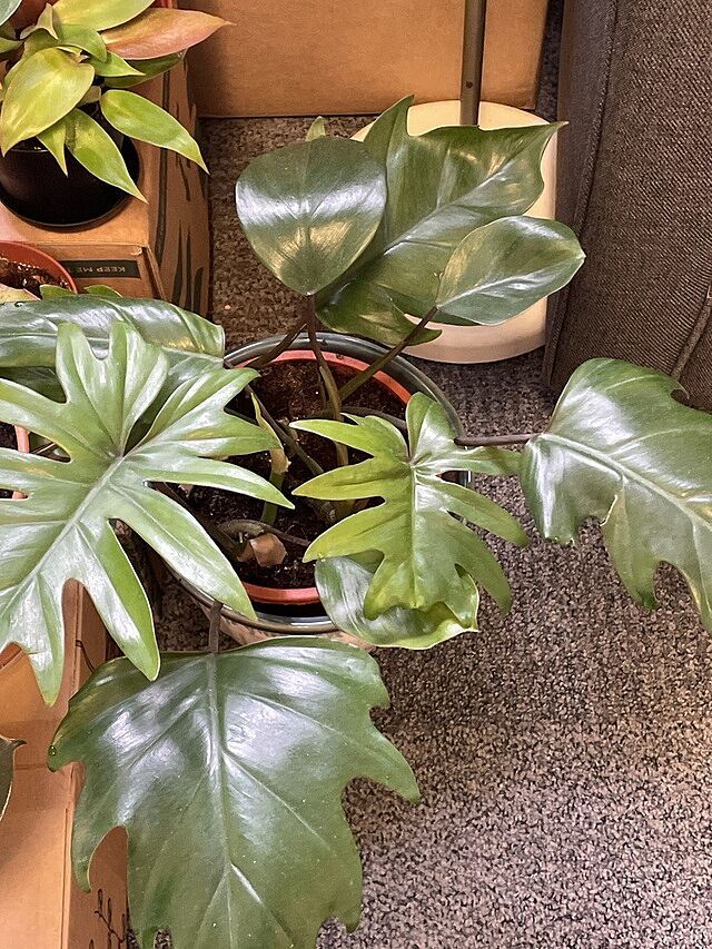 Philodendron Mayoi It stills needs to grow
