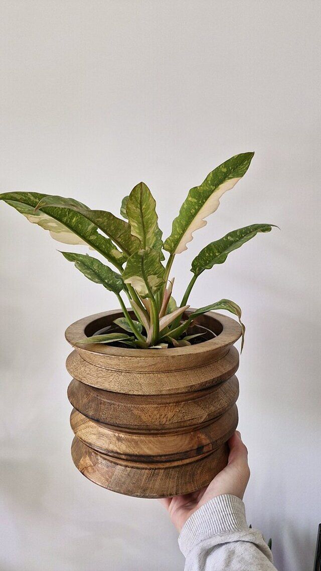 Philodendron Ring of Fire Better than expected