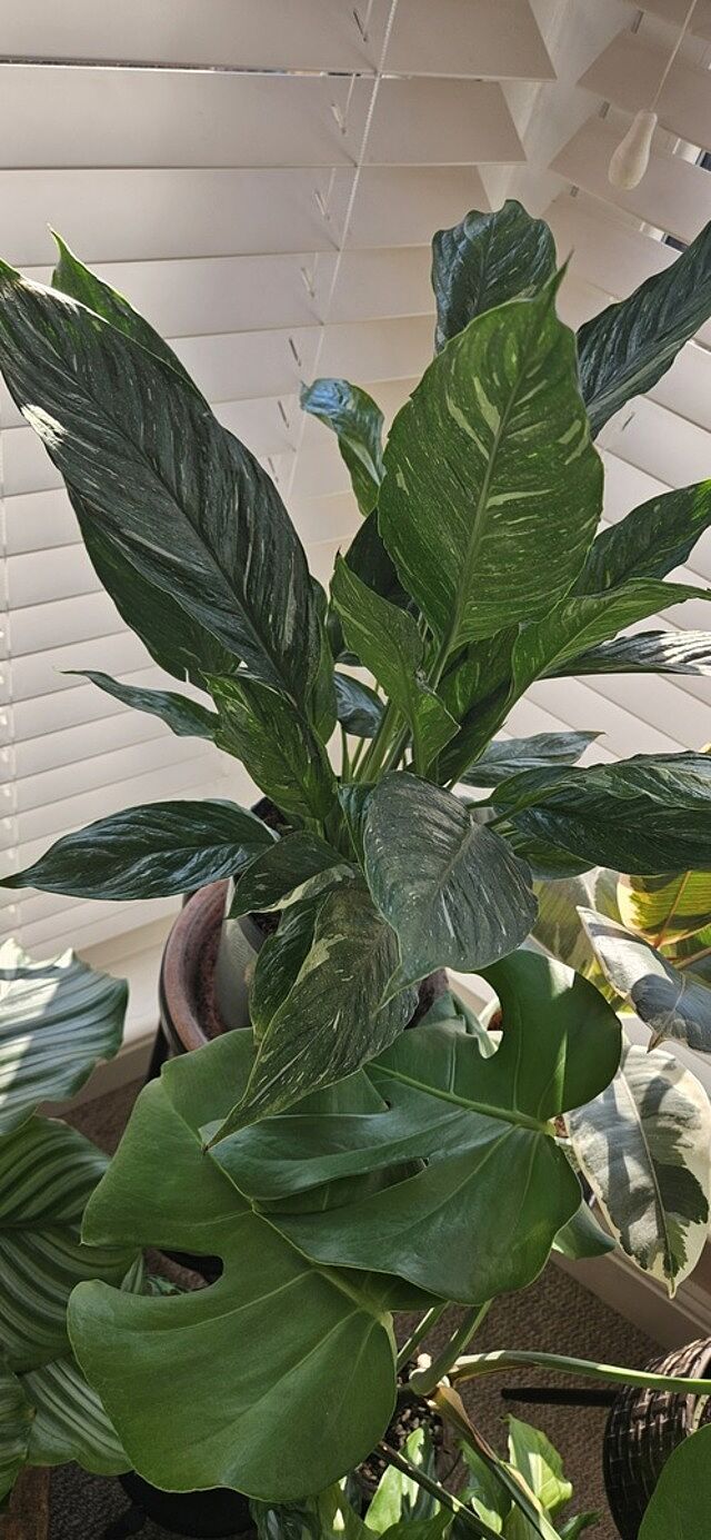 Spathiphyllum Diamond Variegated Peace Lilly Pretty peace lilly