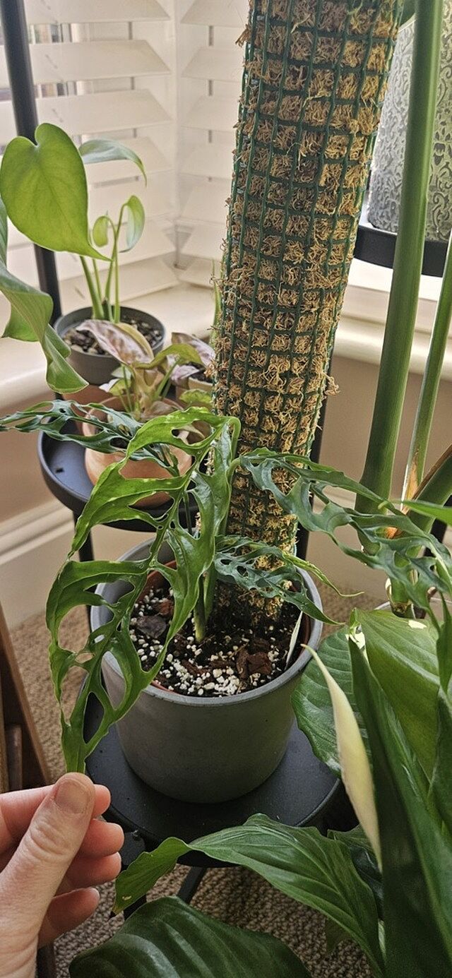 Monstera obliqua 'Peru Form' Wow plant