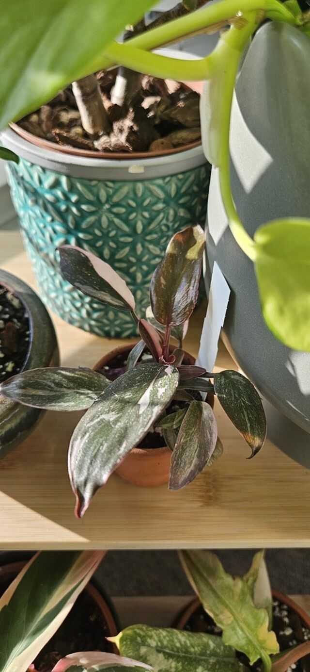 Philodendron Pink Princess Pink princess